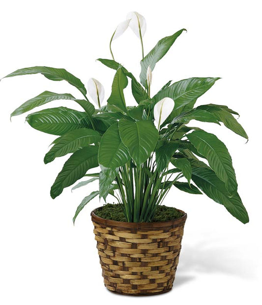 Peace Lily Plant — mother's day flowers