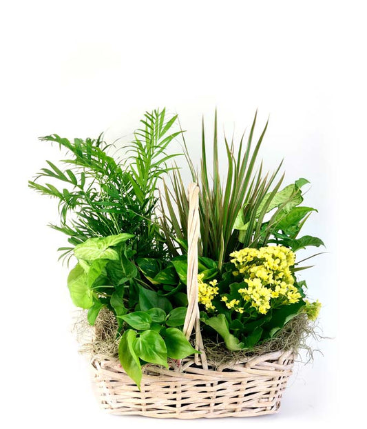 Zen Oasis Dish Garden — mothers day flowers delivery