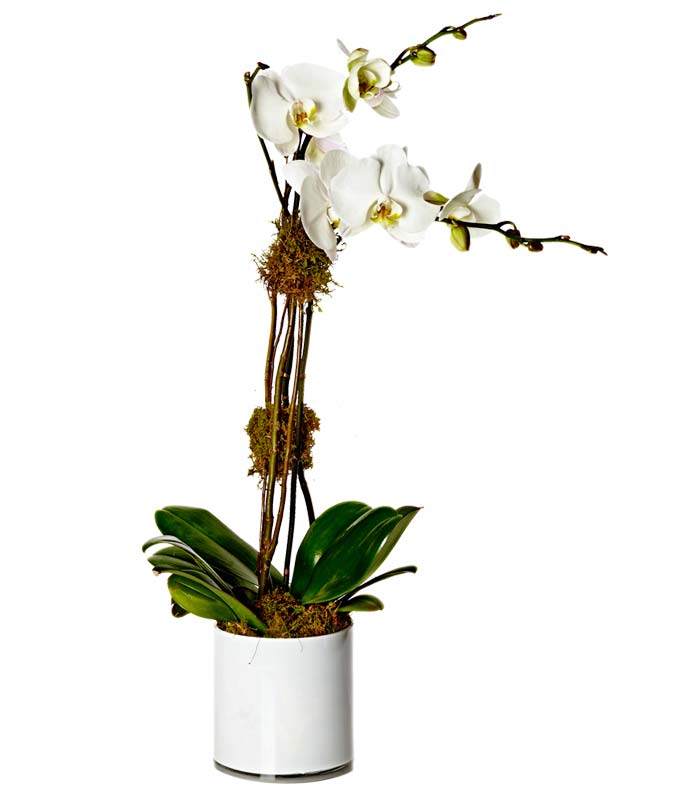 The Ultimate Orchid Plant — same day florist delivery