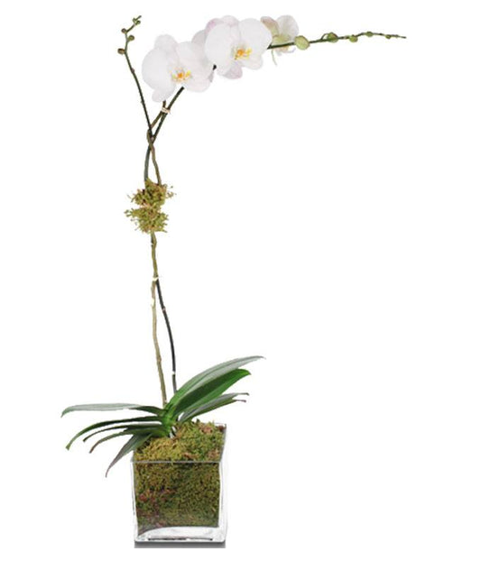 Orchid Elegance — send flowers to someone