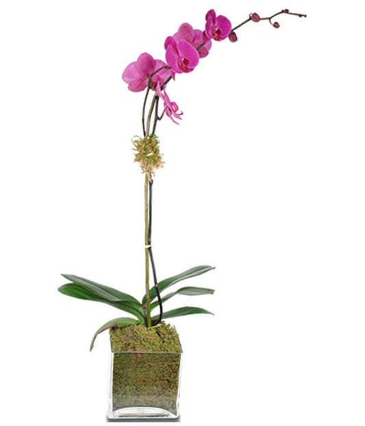 Purple Orchid Elegance — bouquet flower bouquet