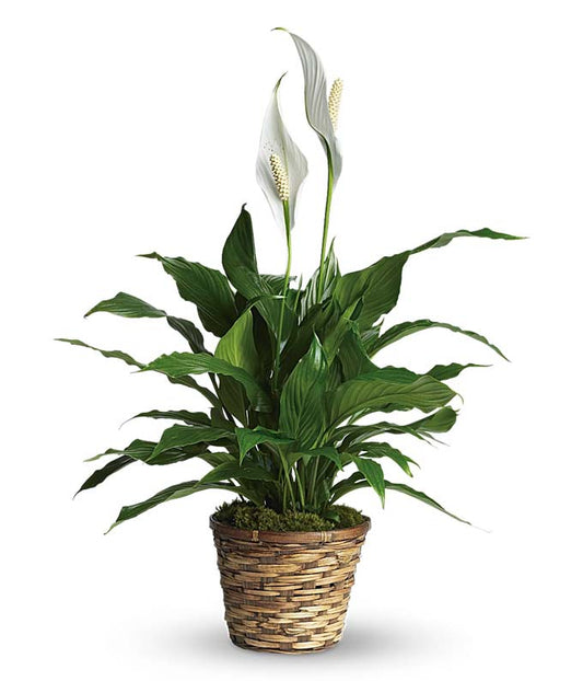 Simply Elegant Spathiphyllum — cheap flowers near me